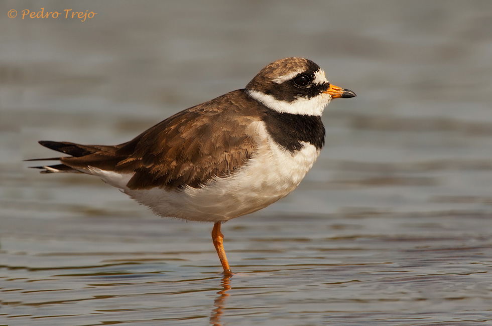 Chorlitejo grande (Charandrius hiaticula)